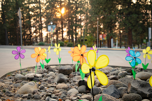 Close up shot of flower pinwheels in a rock garden with the COCC field in the background