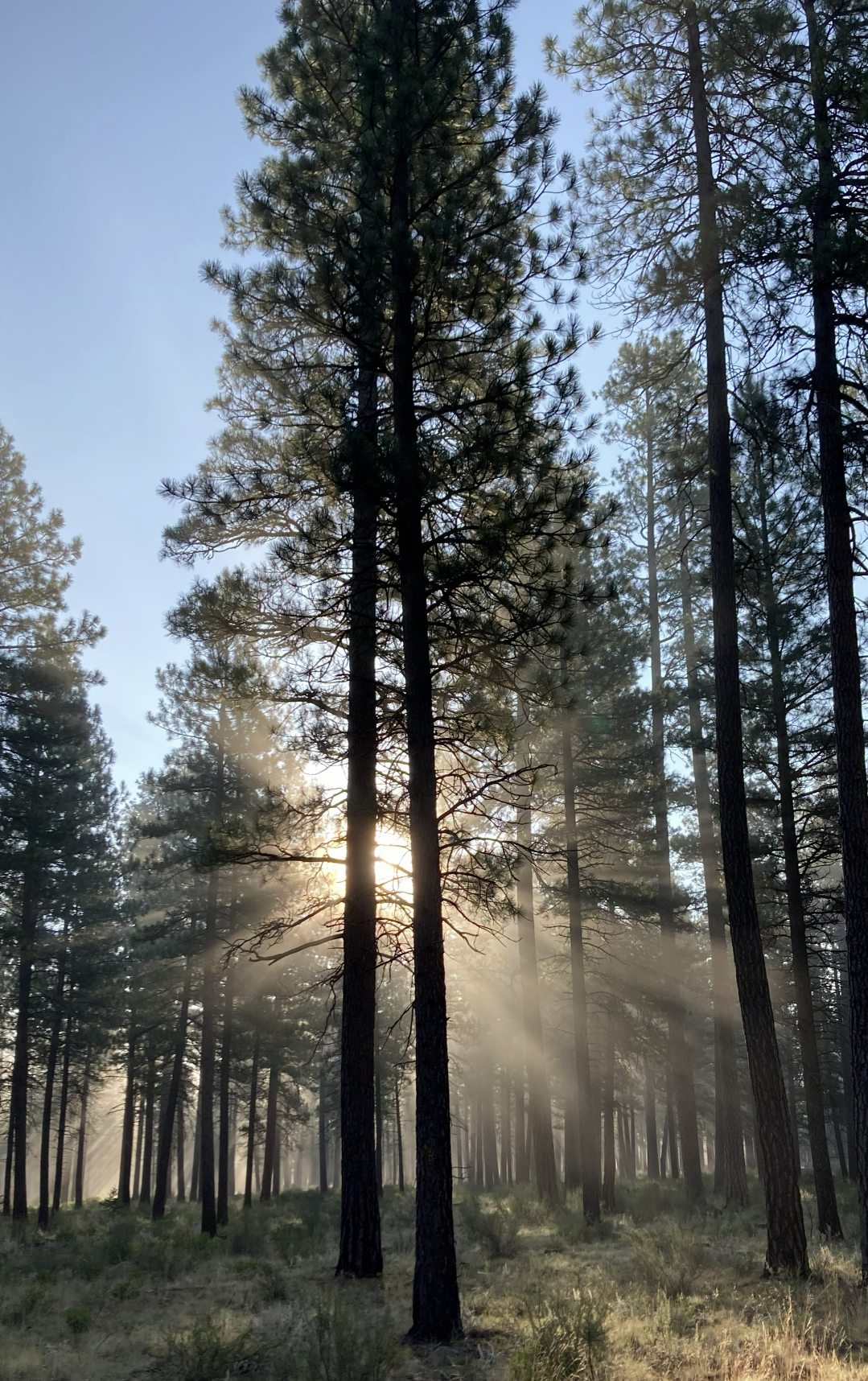 ponderosa